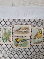 Vintage Useful Birds of America Advertising Cards Set of 4 | Church & Dwight Bird Trade Cards
